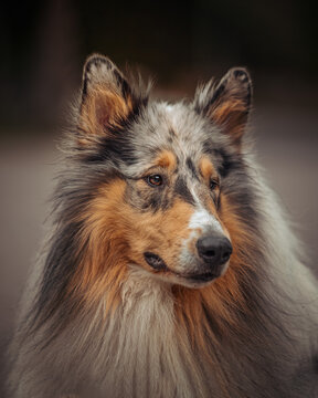 collie portrait