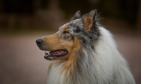 portrait of a collie dog