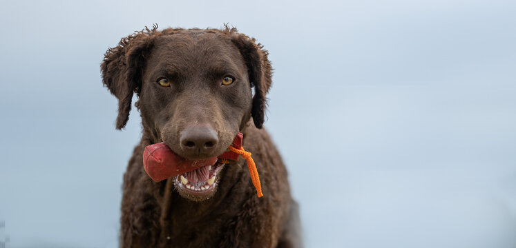 portrait of a retriever