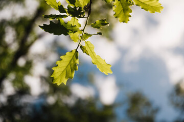Green oak leaves illuminated by the sun in a forest of Alava in the Basque Country in spring summer. Concept of environmental protection, earth day.