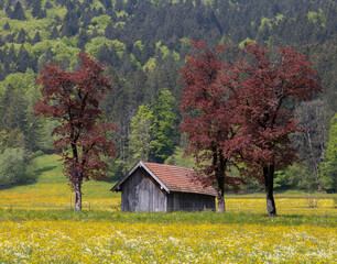 Fototapeta na wymiar Small wooden hut surrounded by red trees in the colorful buttercup meadows of an alpine valley