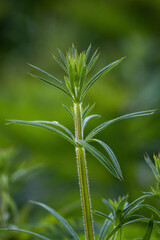 The upper part of the plant was tangled.
