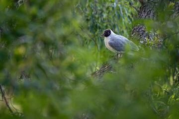 A laughing seagull sitting on a branch.