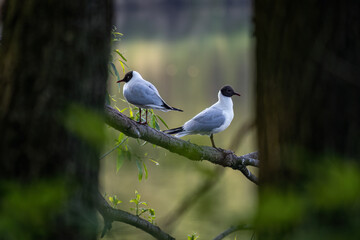 A laughing seagull sitting on a branch.