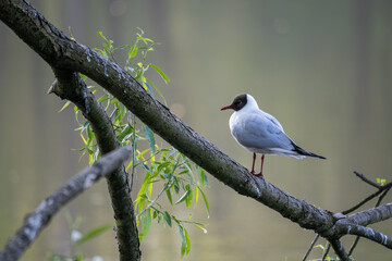 A laughing seagull sitting on a branch.