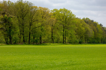 Spring landscape with green meadow and the forest under blue sky, Branches trees with new young...