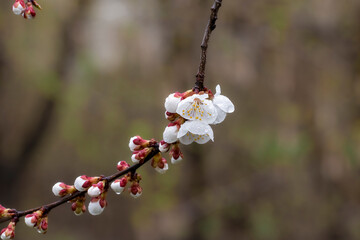 Beautiful white branches of a blooming apricots in the spring. Flowering branch of apricots with raindrops on the petals.