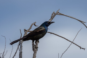 Common Grackle (Quiscalus quiscula) perched on branch against gray sky