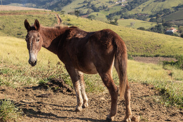 Old brown donkey (jackass) looking at the camera and grazing on a farm in the countryside of Minas...