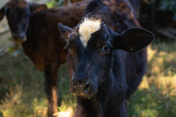 Holstein calf with dirty snout after grazing, on a farm in the rural area of Minas Gerais, Brazil - Bezerro holandês com o focinho sujo depois de pastar, MG, Brasil © PedroJanoti
