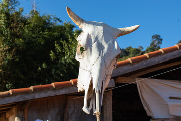 Skull of cow with short horns on a spike (bamboo stick), farm in the countryside of Minas Gerais,...