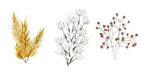 watercolor dry leaves wheat plants in bouquets