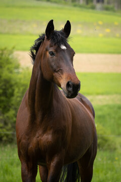 Brauner im Portrait