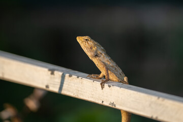 Oriental Garden Lizard (Calotes versicolor) perced on fence in sunset