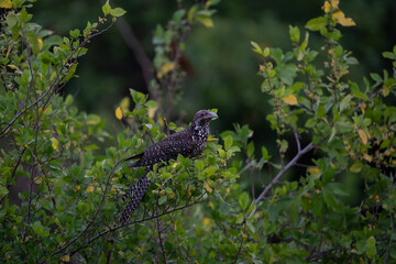 Asian Koel (Eudynamys scolopaceus) perched on tree