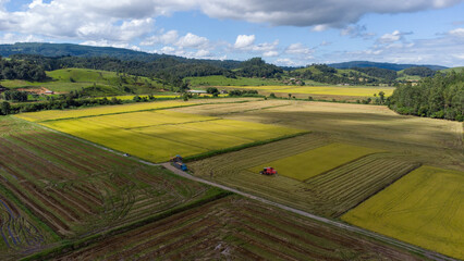 Fototapeta na wymiar Colheita dos campos de arroz