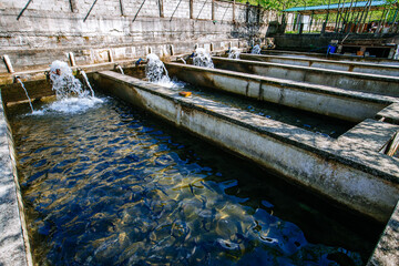 Breeding of trout in pools in fish farm