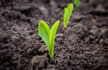 green corn plant 