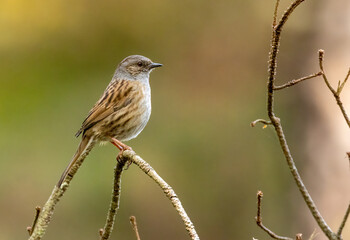 Small brown songbird, Dunnock, often known as a hedge sparrow, perched and singing on a branch in the woodland in natural forest background 