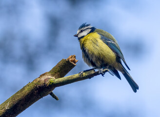 blue tit bird perched on the end of a bench with blue sky background 
