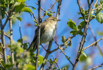 Willow warbler bird in Scotland in spring in the sunshine on a branch with bright blue sky