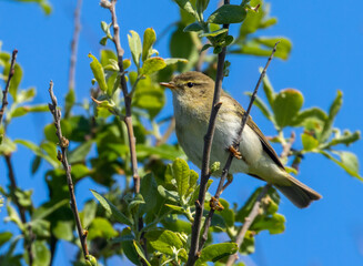 Willow warbler bird in Scotland in spring in the sunshine on a branch with bright blue sky
