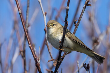 Willow warbler bird in Scotland in spring in the sunshine on a branch with bright blue sky
