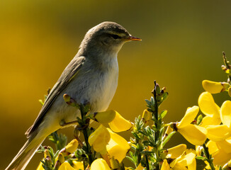 Willow warbler bird in Scotland in spring in the sunshine on a branch with bright blue sky
