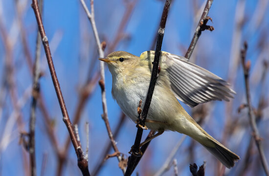 Willow warbler bird in Scotland in spring in the sunshine on a branch with bright blue sky