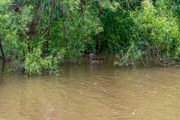 Wood Ducks Swimming On The River In Summer
