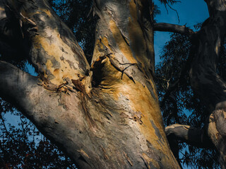 Tree trunk
