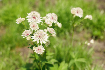 Astrantia major flowers in countryside garden. Astrantia blooming in sunny summer meadow. Biodiversity and landscaping garden flower beds