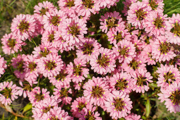 Scaevola pink flowers in countryside garden. Scaevola aemula blooming in sunny summer meadow. Biodiversity and landscaping garden flower beds