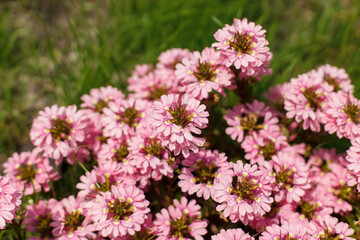 Scaevola pink flowers in countryside garden. Scaevola aemula blooming in sunny summer meadow. Biodiversity and landscaping garden flower beds