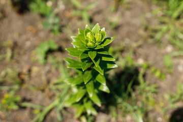 Lilium bud in countryside garden. Lily stem with flower buds on ground background. Biodiversity and...