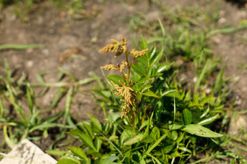 Astilbe leaves with pink flowering stem in countryside garden. Floral bush. Biodiversity and landscaping garden flower beds