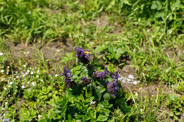 Salvia purple flowers in countryside garden. Sage blooming in sunny summer meadow. Biodiversity and landscaping garden flower beds