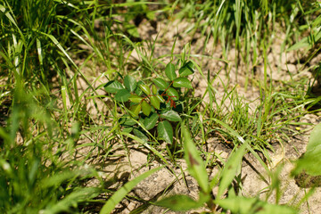 Rose planted in soil. Planting english roses in countryside garden. Biodiversity and landscaping garden flower beds