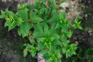Hydrangea in countryside garden. Hydrangea paniculata bush in sunny summer meadow. Biodiversity and landscaping garden flower beds