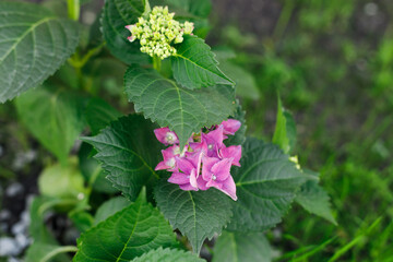 Hydrangea flowers in countryside garden. Pink hydrangea blooming in sunny summer meadow. Biodiversity and landscaping garden flower beds