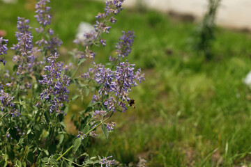 Bumblebee on blue flowers in countryside garden. Bee pollinating catnip blooming flowers. Biodiversity and landscaping garden flower beds