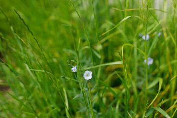 Flax flowers in grass in countryside garden. Linen blooming in sunny summer meadow. Biodiversity and landscaping garden flower beds. Wildflowers