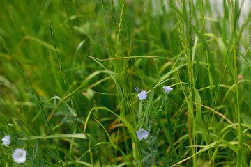 Flax flowers in grass in countryside garden. Linen blooming in sunny summer meadow. Biodiversity and landscaping garden flower beds. Wildflowers