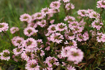 Fototapeta premium Scaevola pink flowers in countryside garden. Scaevola aemula blooming in sunny summer meadow. Biodiversity and landscaping garden flower beds