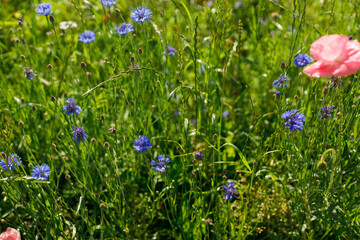 Obraz na płótnie Canvas Cornflower in wild countryside garden. Blooming wildflower in sunny summer meadow. Biodiversity and landscaping garden flower beds