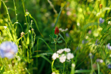 Red clover in wild countryside garden. Blooming trifolium wildflowers in sunny summer meadow. Biodiversity and landscaping garden flower beds.