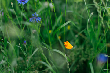 California poppy in wild countryside garden. Blooming eschscholzia wildflower in sunny summer meadow. Biodiversity and landscaping garden flower beds