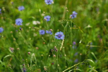 Fototapeta premium Cornflower in wild countryside garden. Blooming wildflower in sunny summer meadow. Biodiversity and landscaping garden flower beds