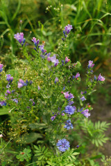 Echium flower with bee  in countryside garden. Blue Echium blooming in sunny summer meadow. Biodiversity and landscaping garden flower beds