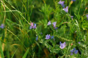 Echium flower with bee  in countryside garden. Blue Echium blooming in sunny summer meadow. Biodiversity and landscaping garden flower beds